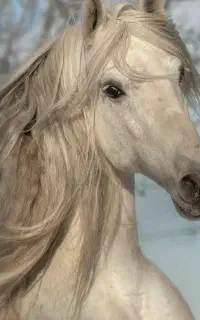 کارگر برای باشگاه سوارکاری
