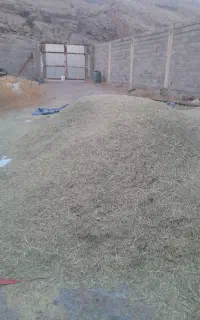 یونجه کوفته چین یک بیست درصد علف