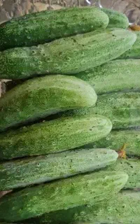 خیار محلی