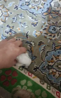 خرگوش