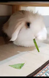 خرگوش