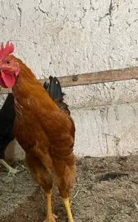 خروس