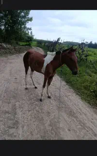 اسب ابلغ