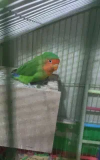 یک جفت کوتوله