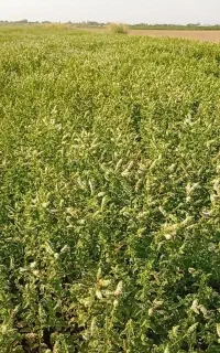 نعناع گل دار