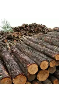 خریدو فروش چوب صنوبر وجنگلی