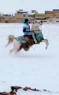 اسب مادیان کرد