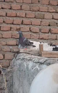 دمیری مایا