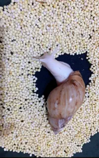 خاویار (تخم حلزون)