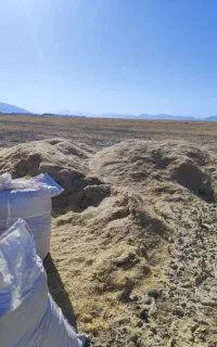 کاه گندم و علف پرسی