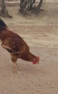 خروس نژاد دار پا پری لاری