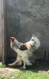خروس برهما