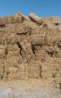 کاه پرس گندم