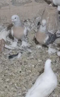 جفت ترنج ماال این حرفا ترکیه ای