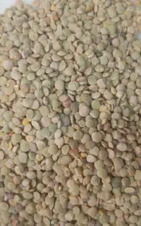 عدس ۱۴۰۵