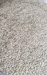 عدس تازه درجه1ورزفان پخت نیم ساعته طعم بی نظیر