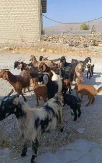 بز و کلر