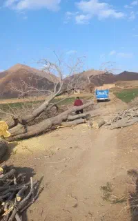 خرید انواع درخت برش چوب در آوردن ریشه کته مو