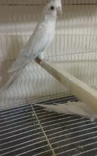 البینو نروماده
