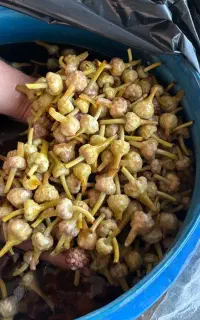 گل سیر