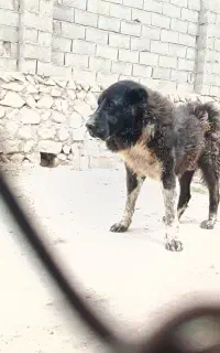 سگ نگهبان