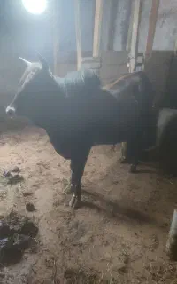 ورزا محلی آرام بخور
