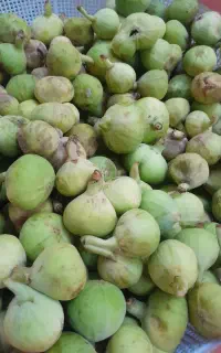 انجیر طبیعی ارگانیک
