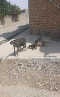 سگ و توله هر کی میخواد بیاد ببره
