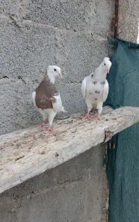 کبوتر طوقی