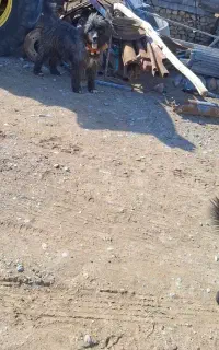 سگ بوجی یا همون ریشی یک ساله گم شد