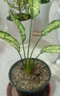 گل فروشی