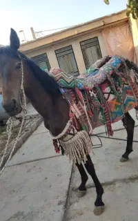 یک مادیان کورد یکسالوهفت ماه  به شرط همه چی