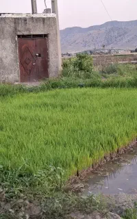 نشا تخم چلتوک ضیغمی