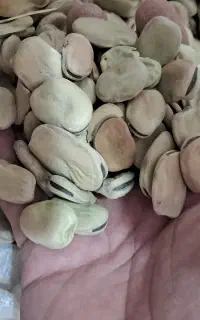 باقله درشت ییلاق درجه ۱