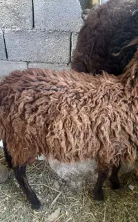 بره کوچک