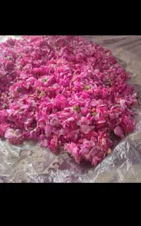گل محمدی باعطر