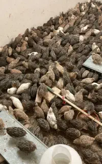 بلدرچین زنده