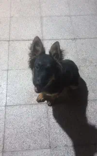واگذاری طوله سگ ژرمن