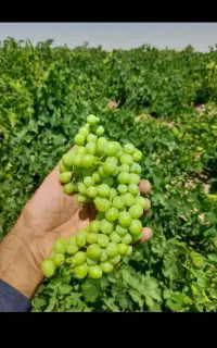 سلام قور ارکانیک به فروش میرسد