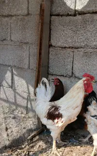 خروس گلین