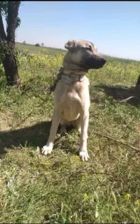 سگ همراه گله