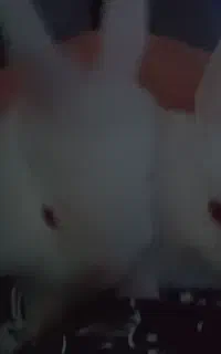 دو عدد بچه خرگوش