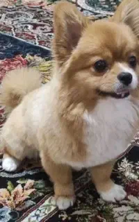 سگ پامر