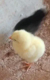 جوجه گوشتی