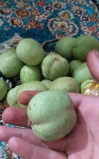 گردو خیس امسالی باغات شهریار درشت و اعلا