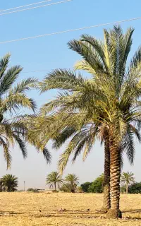 نخل تنه بلوطی و قوی و سالم