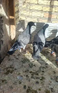 بیست‌و‌چهار‌.پنج‌تا‌حیوون‌فروشی‌