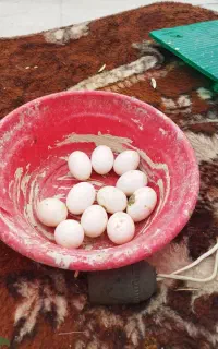 تخم کبوتر