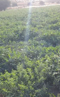 هندوانه