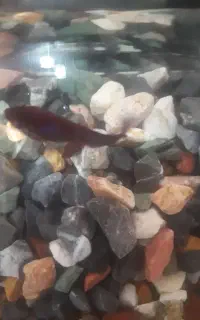 ماهی و تنگ